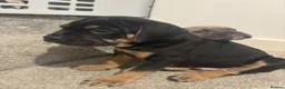 Mixed Breed dogs for sale: Beautiful family pet in Sunderland - Advert 11