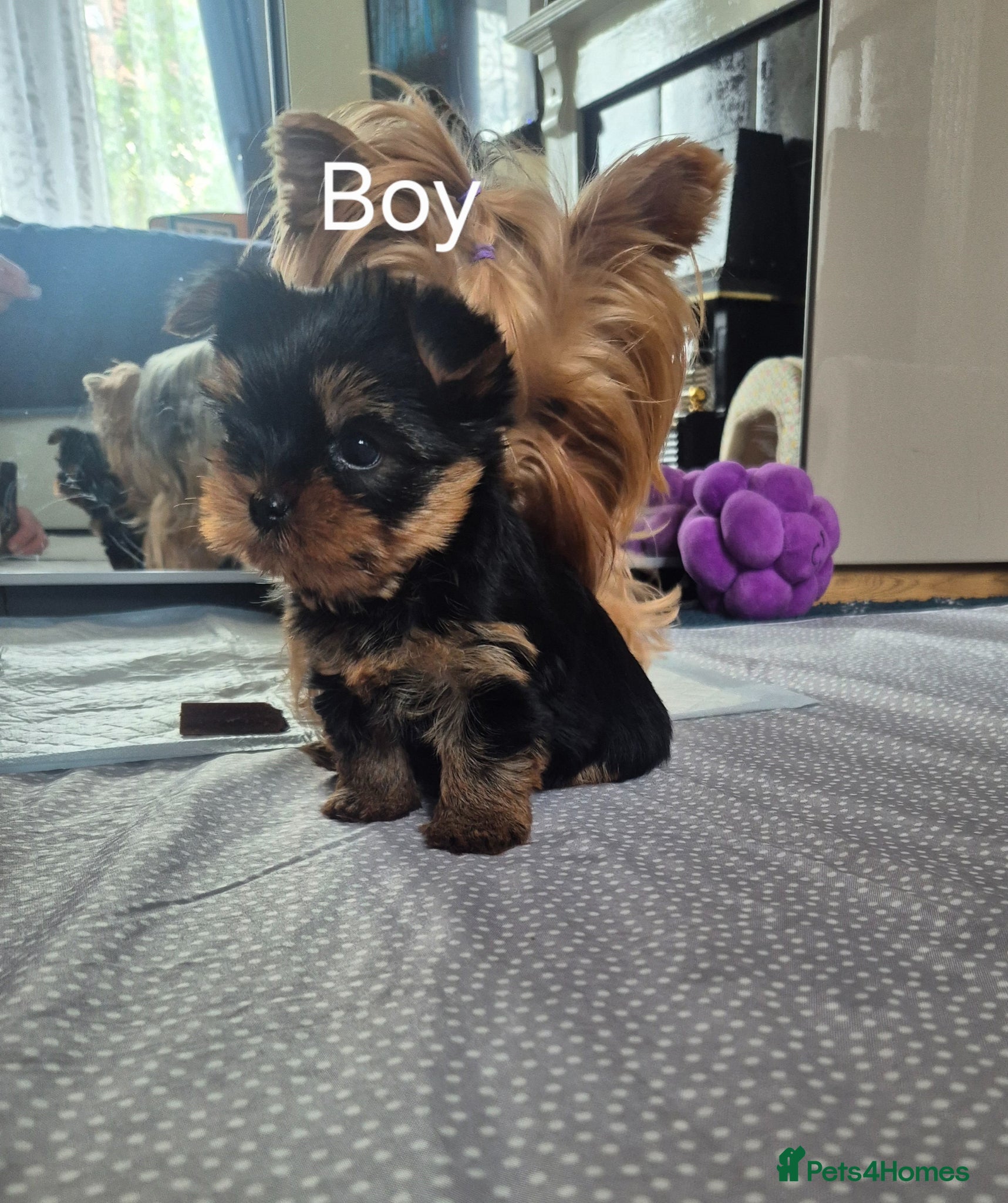 Yorkshire Terrier dogs for sale:  KC Registered Yorkshire Terrier Puppies  - Advert 9
