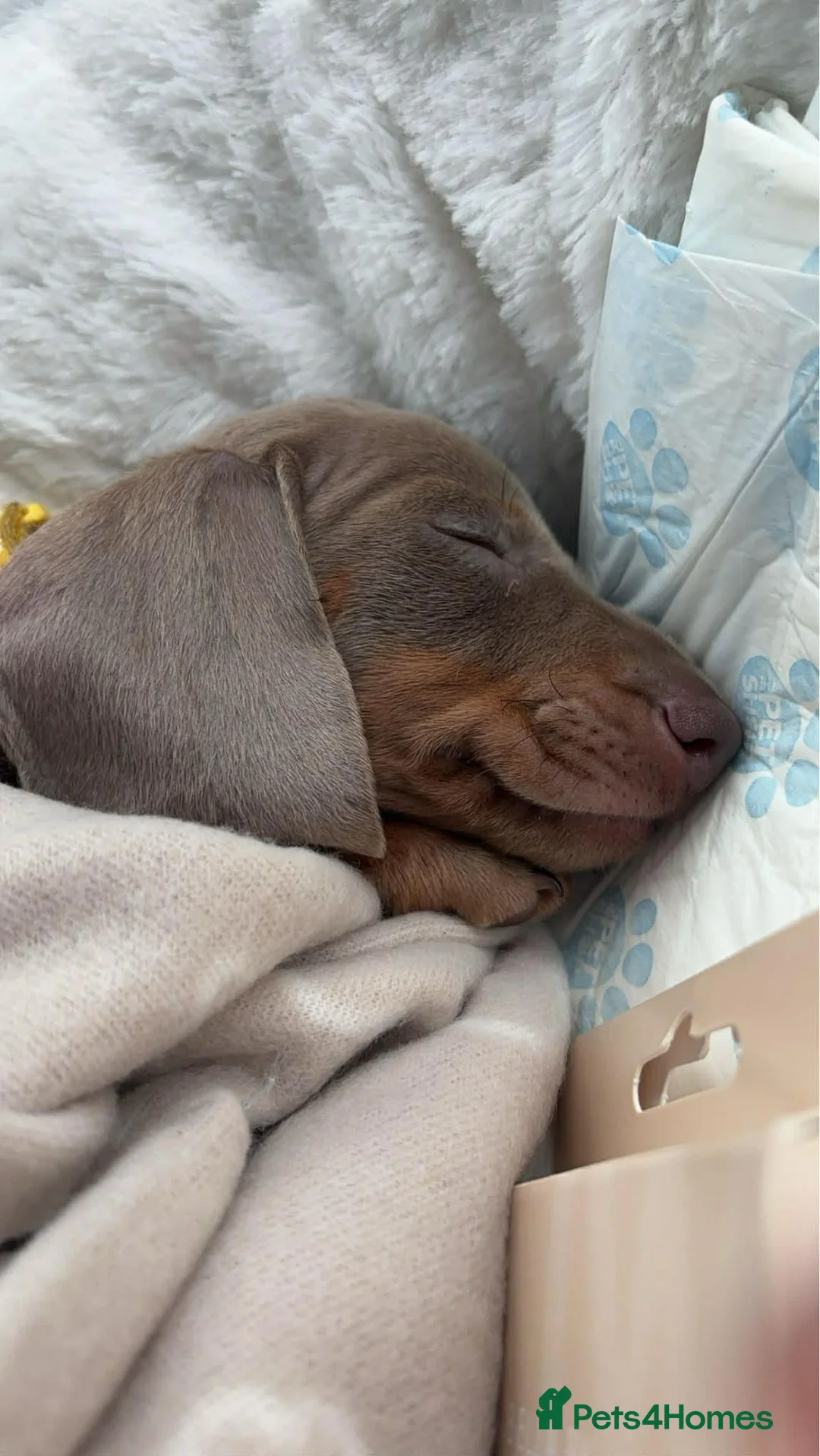 Dachshund dogs for sale: 1 female pup left  - Advert 2