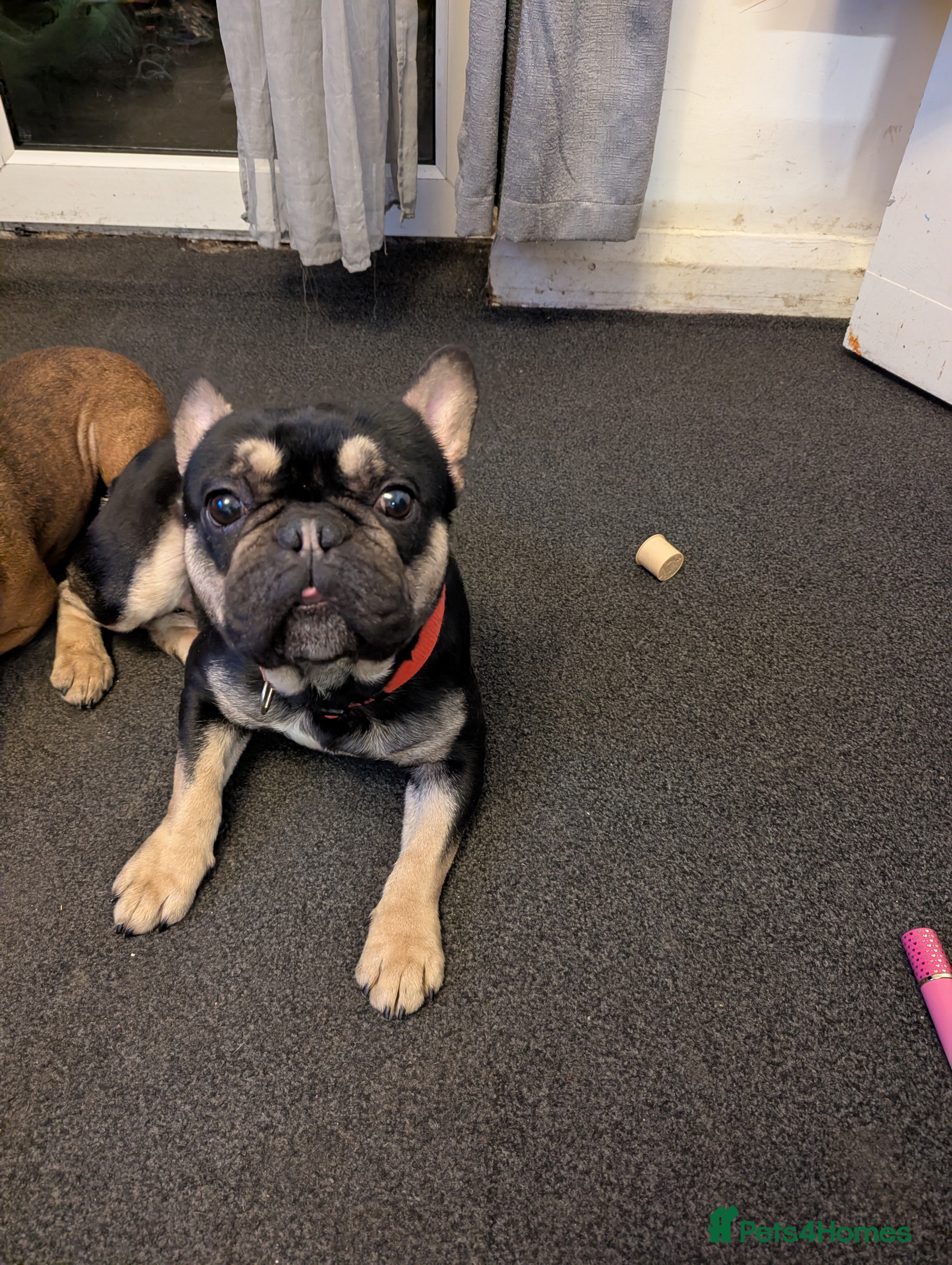 French Bulldog dogs French bulldog - Advert 1