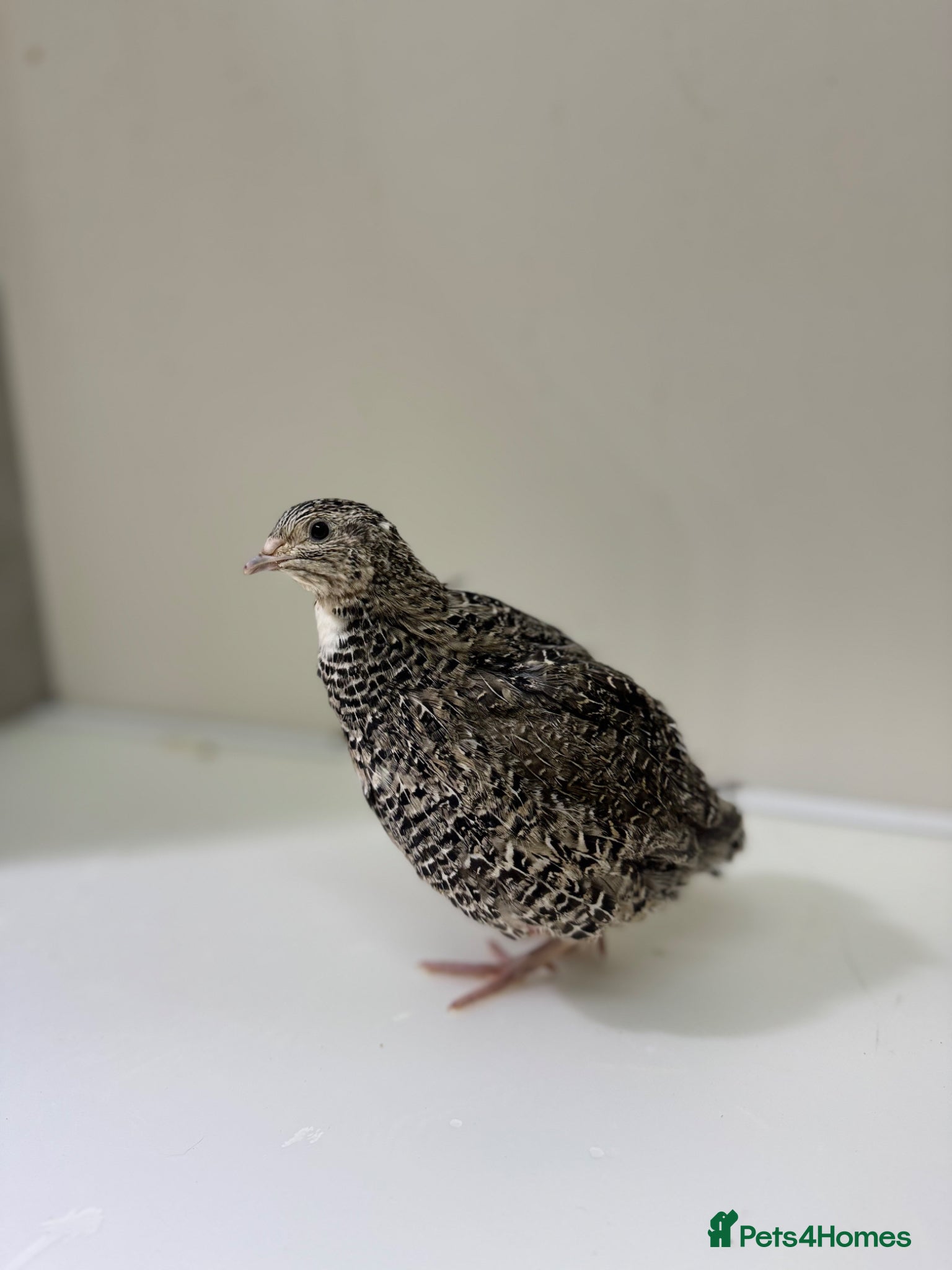 Quail poultry Quails 8+ weeks  - Advert 6
