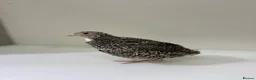 Quail poultry for sale: Quails 8+ weeks  in Stockport - Advert 1