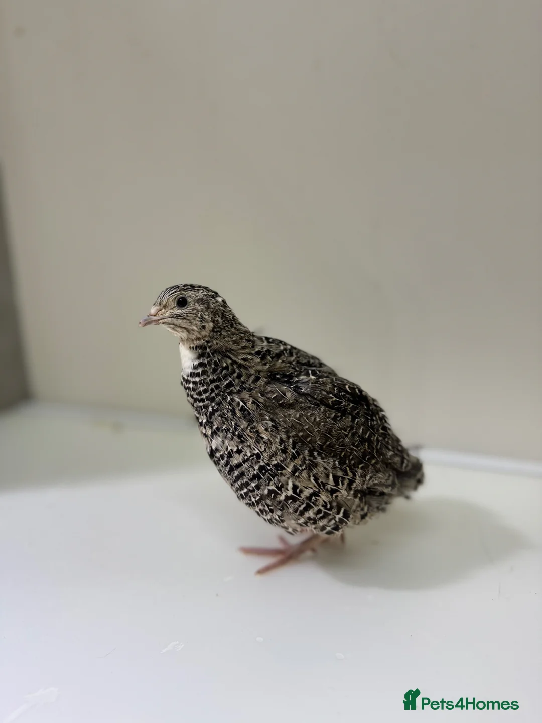 Quail poultry for sale: Quails 8+ weeks  in Stockport - Advert 1