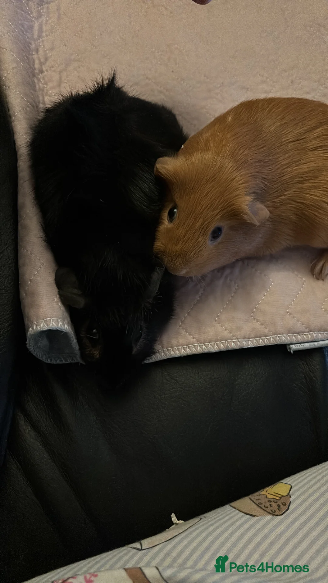 Guinea Pig rodents for sale: Male black guinea pig in Gainsborough - Advert 2