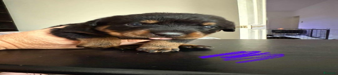Rottweiler Puppy 4