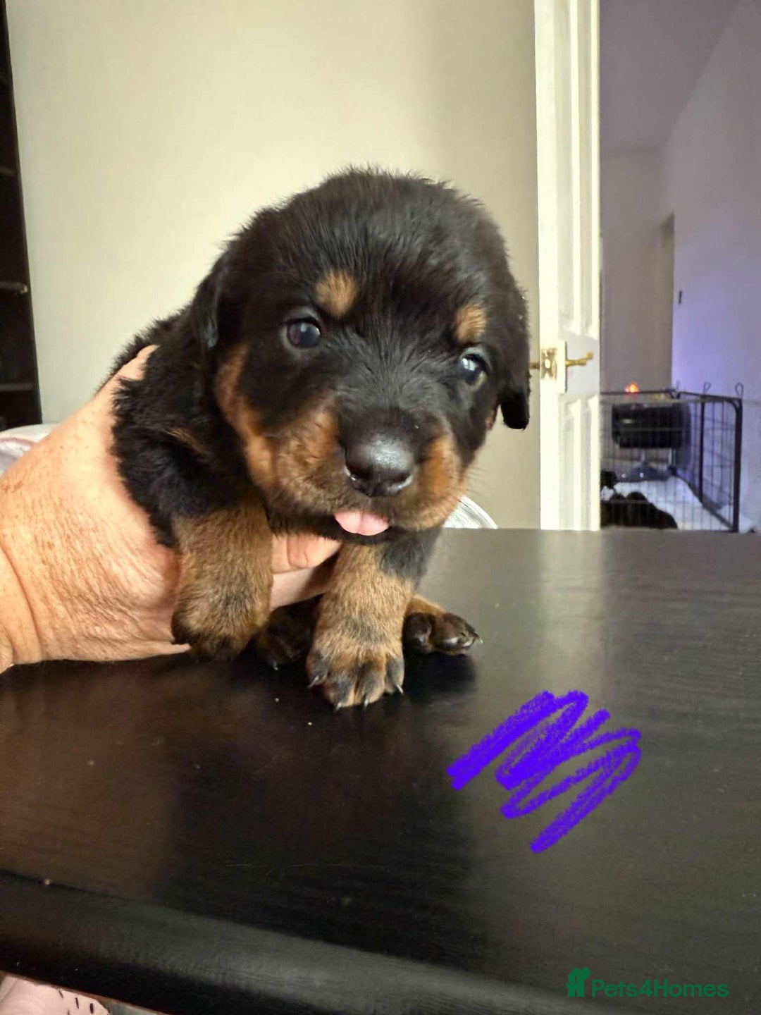 Rottweiler dogs for sale: Rottweiler puppies for sale - Image 8