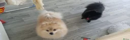 Pomeranian dogs for sale: Boy and girl pom in Newton Aycliffe - Advert 3