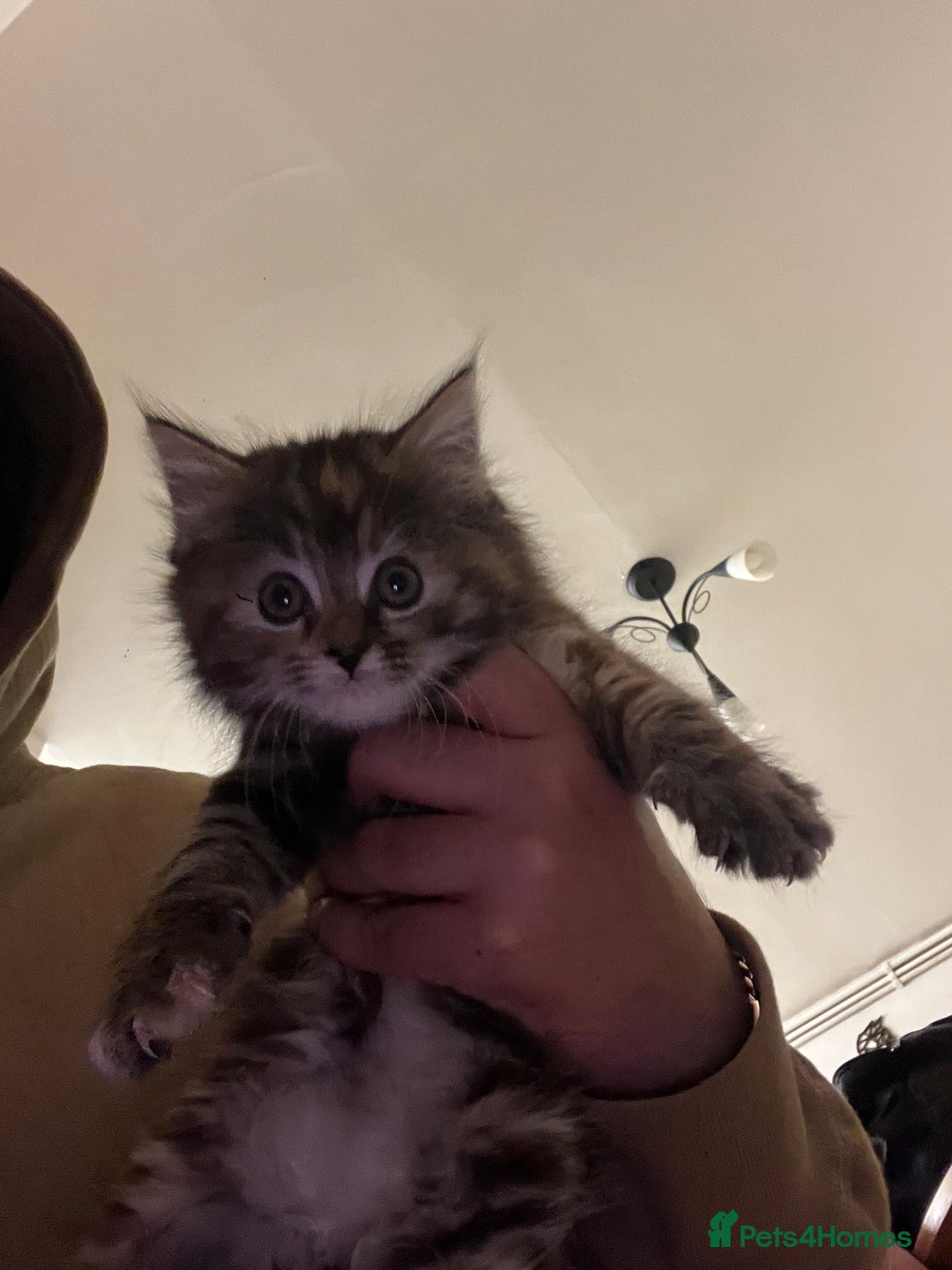 Mixed Breed cats for sale: Cheap Kittens for sale  (Ready to go asap) - Advert 17