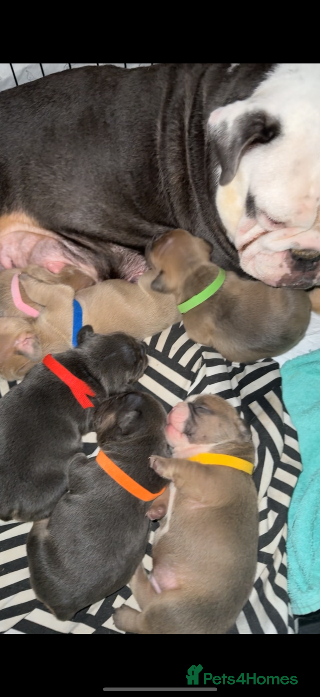 Mixed Breed dogs for sale: 6 beautiful mix French & English bulldog puppies  - Image 8