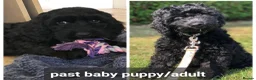 Cockapoo dogs for sale: 3 girl 2 boys May babies (July Home Time) - Advert 21