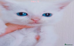 Mixed Breed cats for sale: 4 Gorgeous Pure White Kittens Available 7th Nov - Image 25
