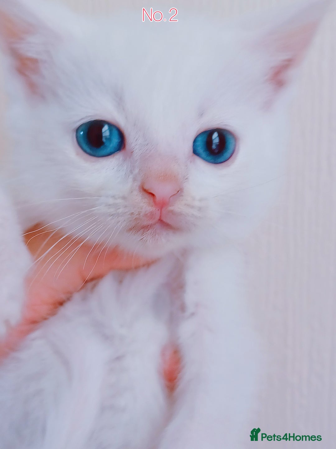 Mixed Breed cats for sale: 4 Gorgeous Pure White Kittens Available 7th Nov - Image 25