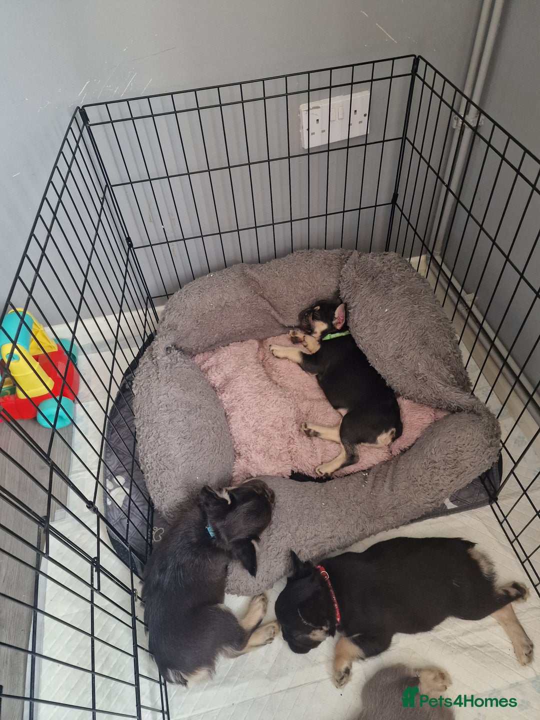 French Bulldog dogs for sale: *LAST2* Fluffy french bulldog puppies - Image 10