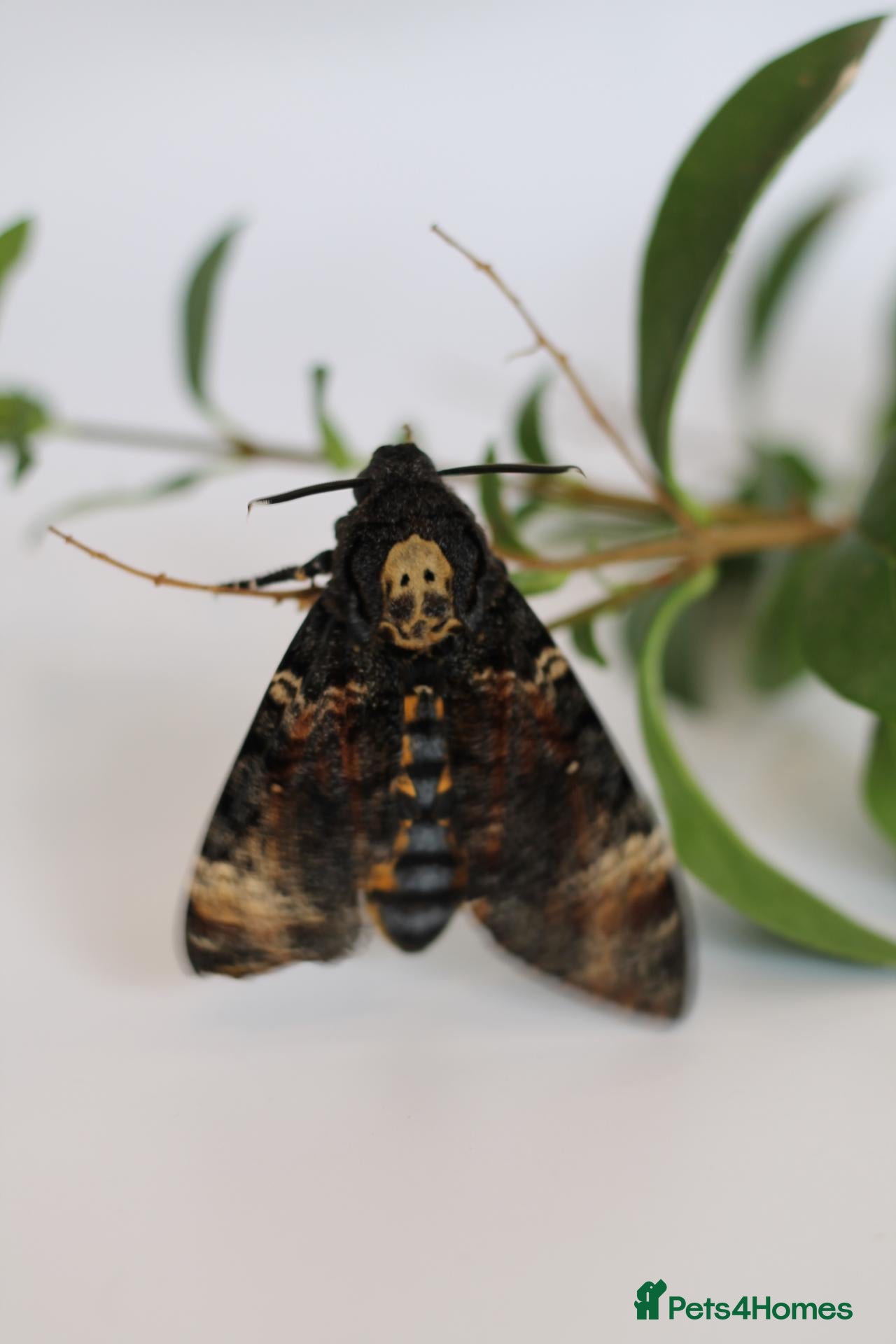 Mixed Breed invertebrates Death Head Hawk Moth Ova(eggs)  - Advert 2