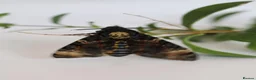 Mixed Breed invertebrates for sale: Death Head Hawk Moth Ova(eggs)  in Lydney - Advert 2