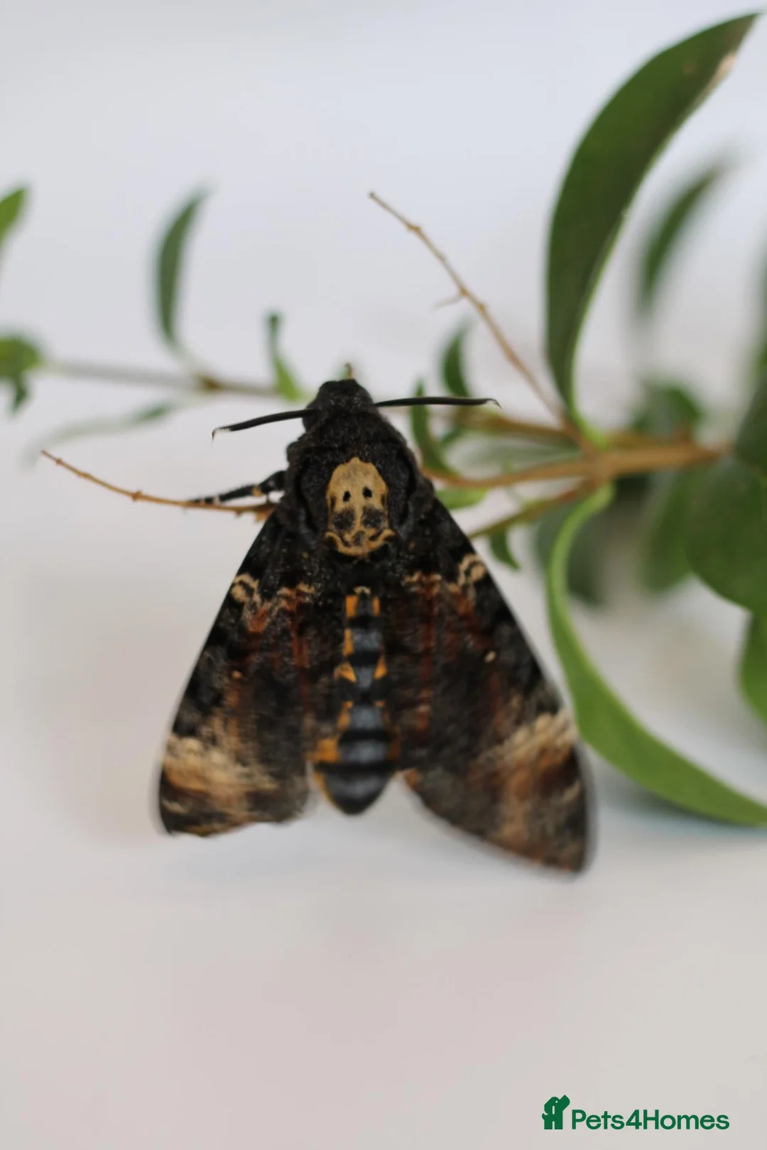 Mixed Breed invertebrates for sale: Death Head Hawk Moth Ova(eggs)  in Lydney - Advert 2