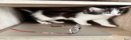Ragdoll cats for sale: Fluffy Ragdoll-Mix Kitten  - Advert 12