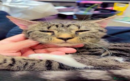 British Shorthair cats for sale: Adorable Female Tabby Kitten - Image 4