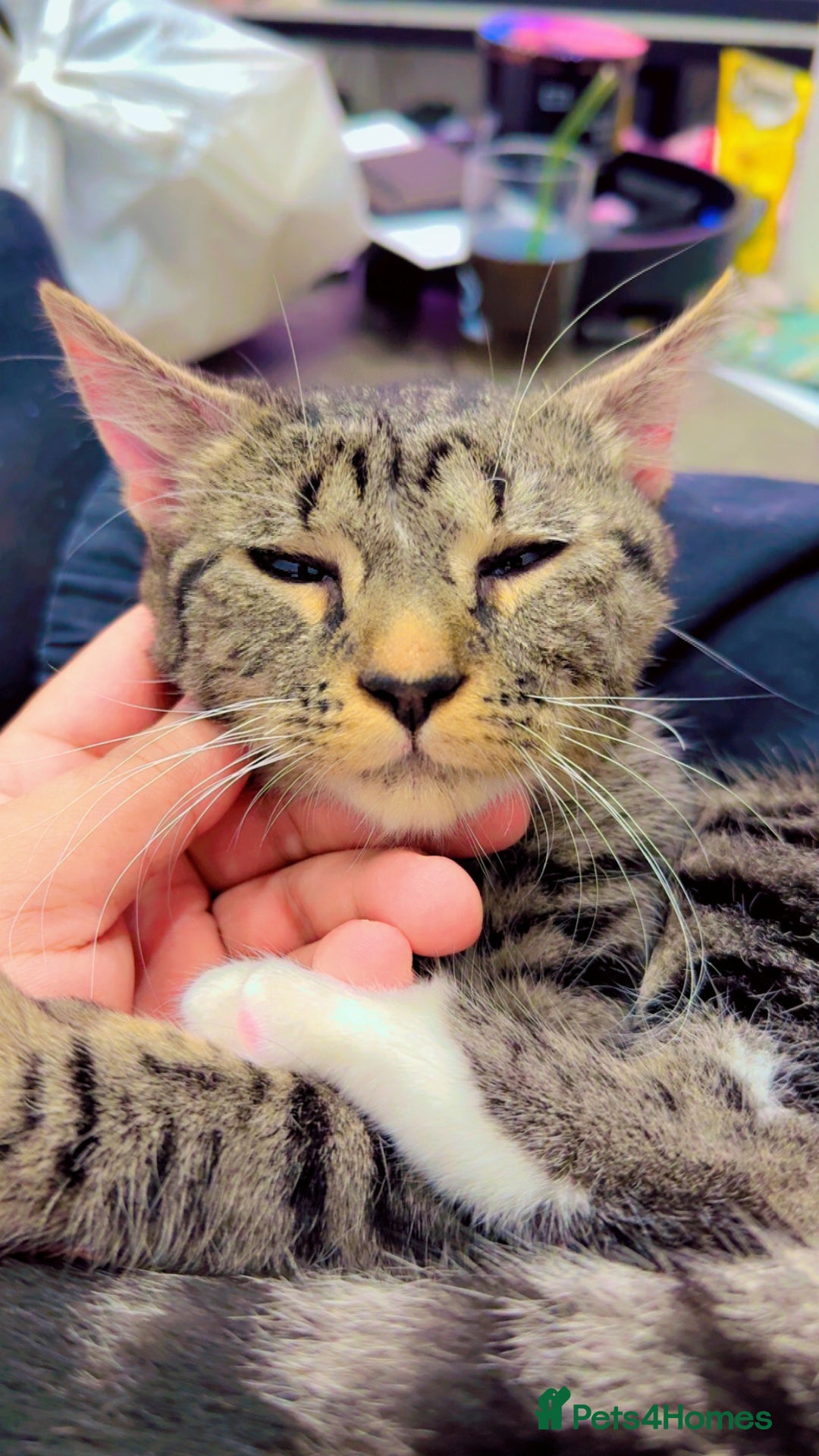 British Shorthair cats for sale: Adorable Female Tabby Kitten - Image 4