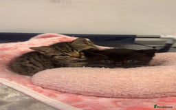 British Shorthair cats for sale: British short hair cross breed - Image 8