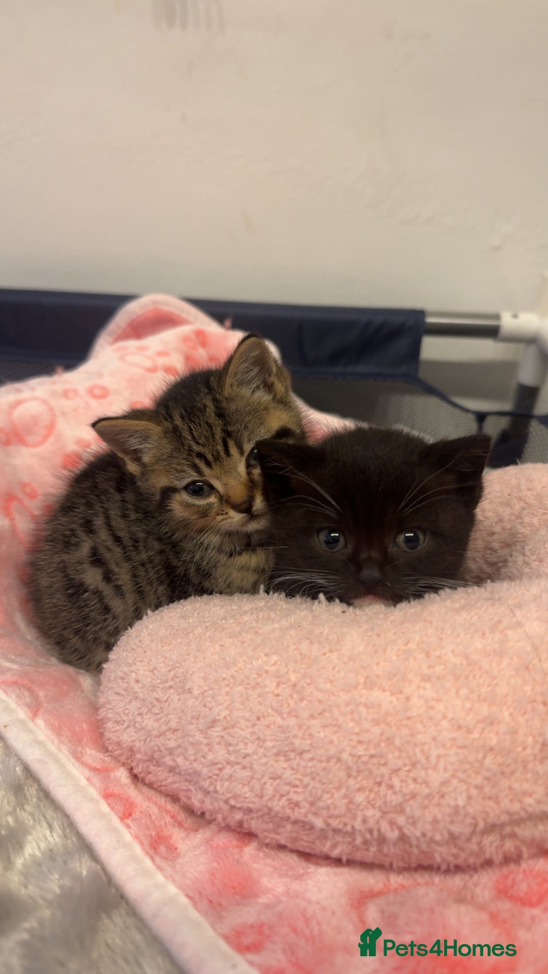 British Shorthair cats for sale: British short hair cross breed - Image 8