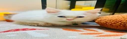 Ragdoll cats for sale: Pedigree ragdolls with docs and certificates - Advert 26