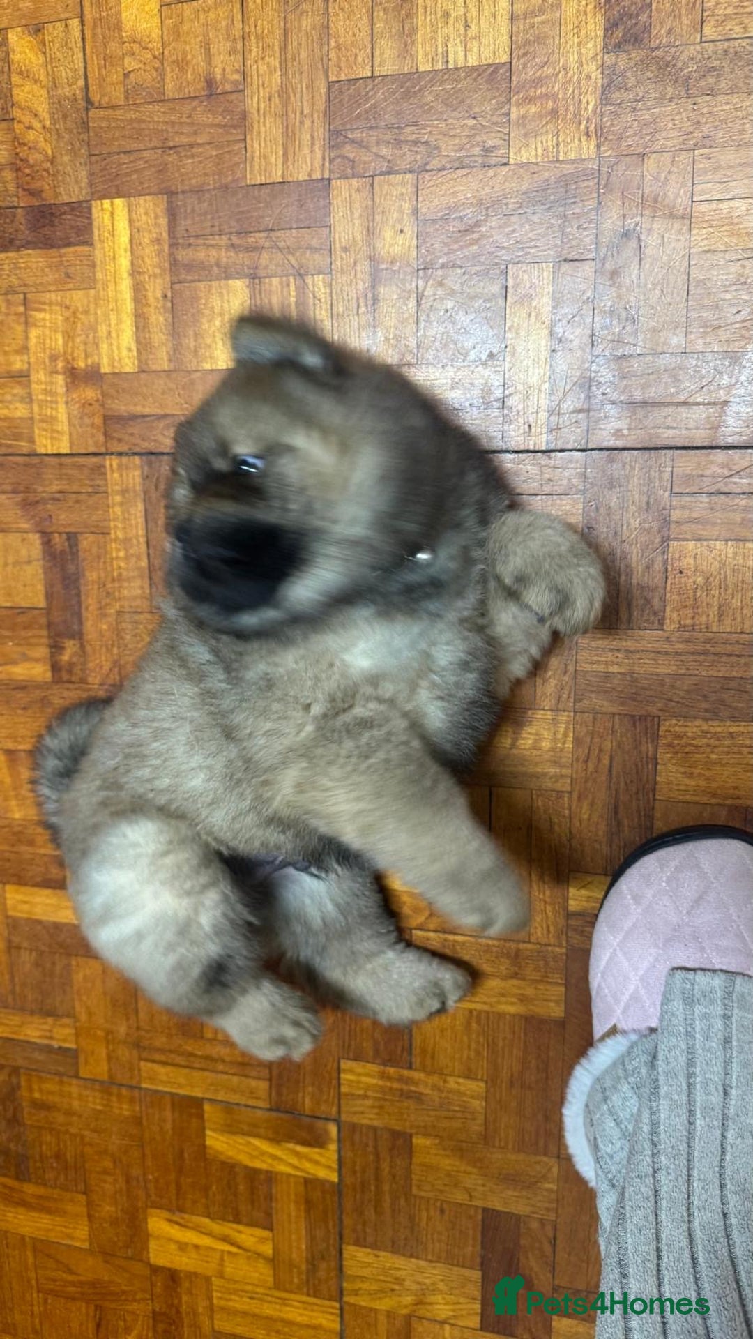 Chow Chow dogs for sale: Puppies looking for new home - Image 34