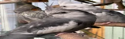Cockatiels birds for sale: 2026 pair of cockatiels  - Advert 4