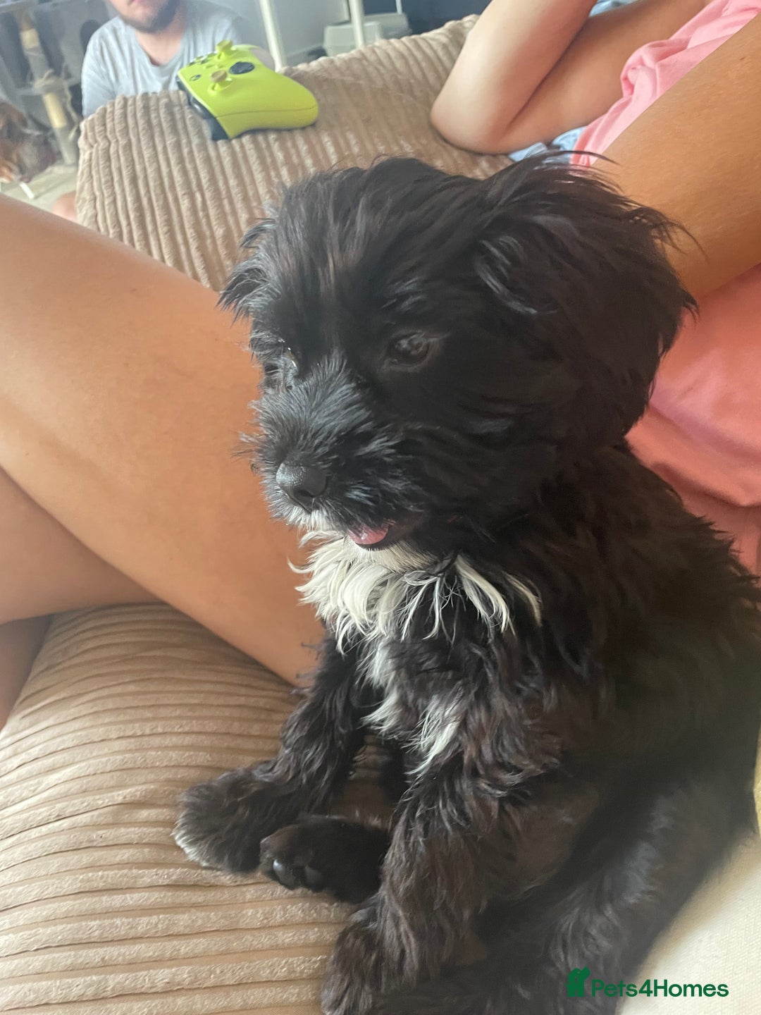 Cockapoo dogs for sale: Manny  - Image 10