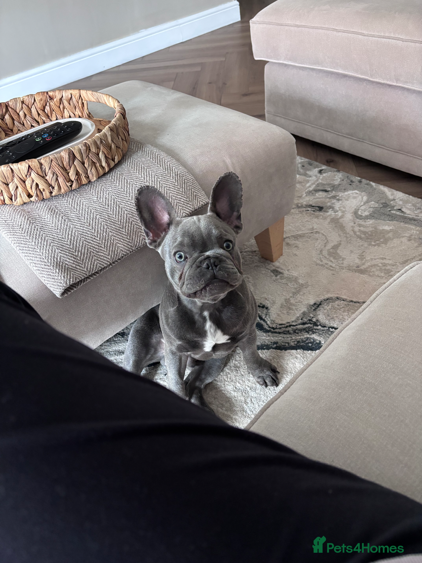 French Bulldog dogs I’m Jax - Advert 14
