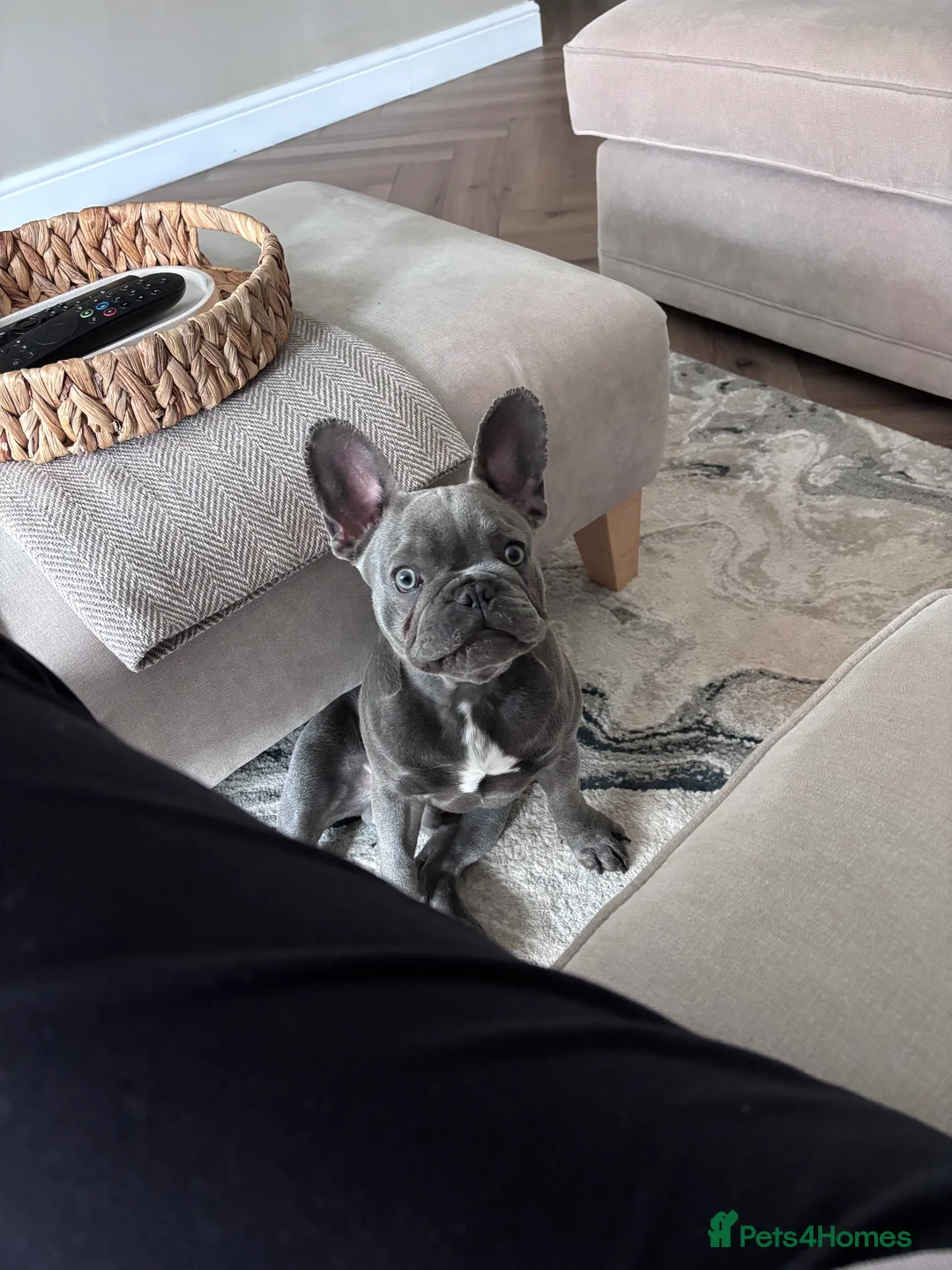 French Bulldog dogs for sale: I’m Jax in Newcastle - Advert 1