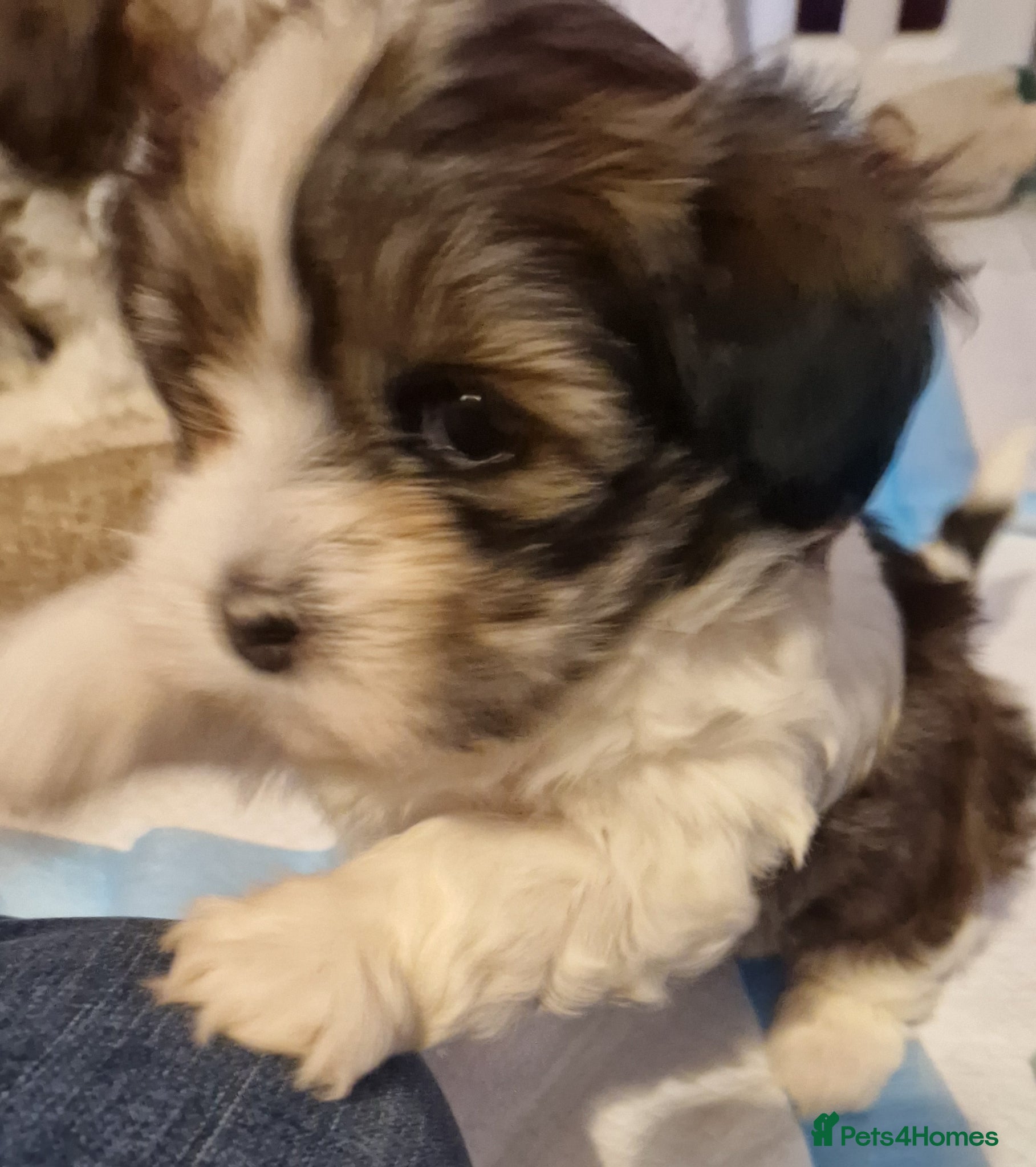 Havanese dogs Stunning KC Registered Havenese Puppies available  - Advert 1