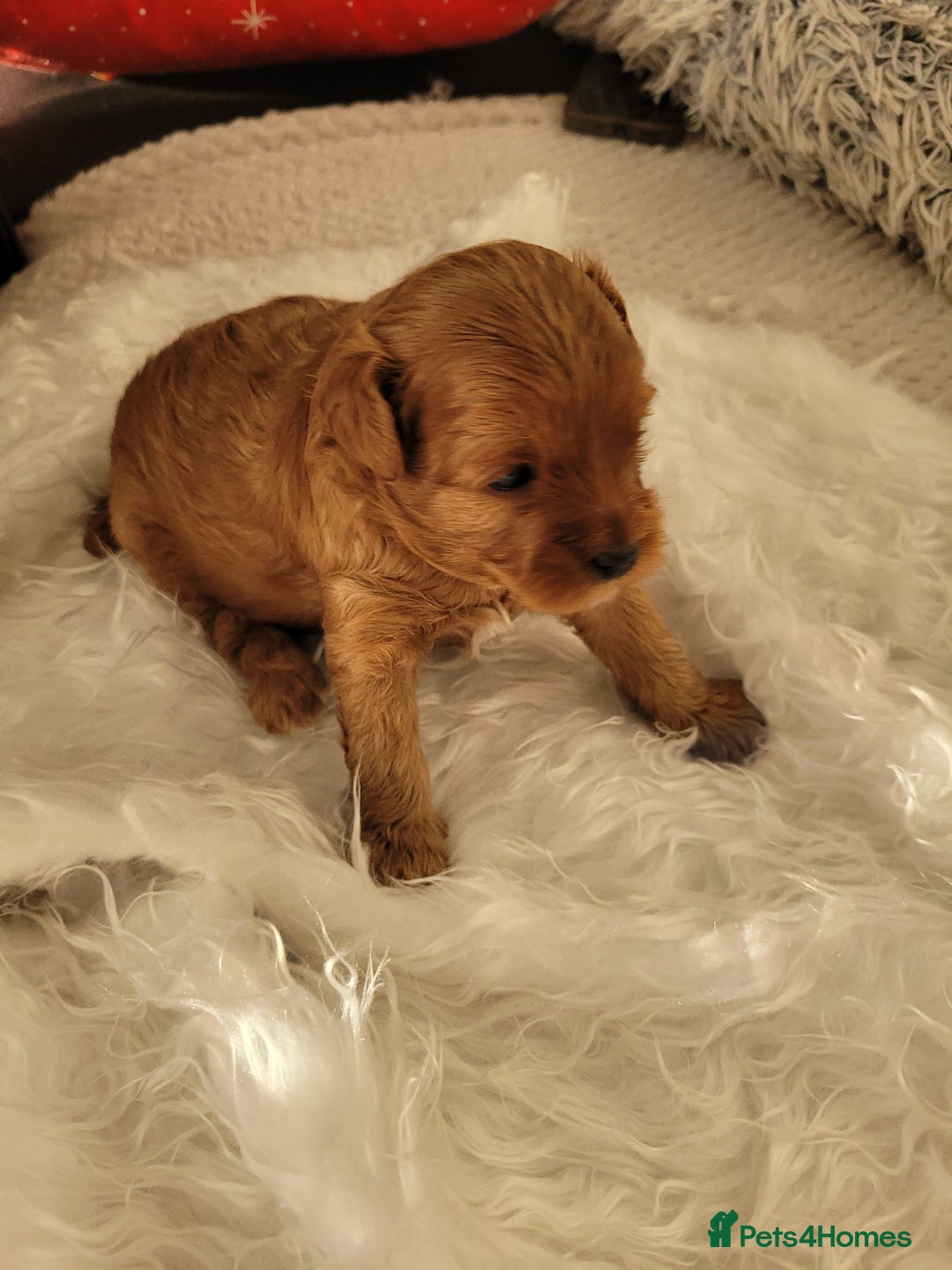 Cavapoo dogs for sale: Adorable mini Cavapoo puppies F1bb - Advert 18