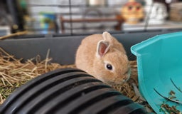 Netherland Dwarf rabbits for sale: Rare pretty purebred ginger Netherland dwarf girl - Image 4