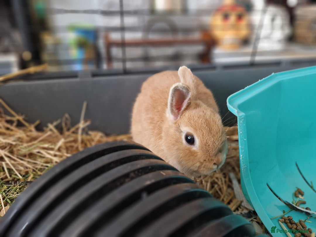 Netherland Dwarf rabbits for sale: Rare pretty purebred ginger Netherland dwarf girl - Image 4