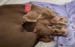 Dachshund dogs for sale: Beautiful litter of dachshund puppies  - Image 5