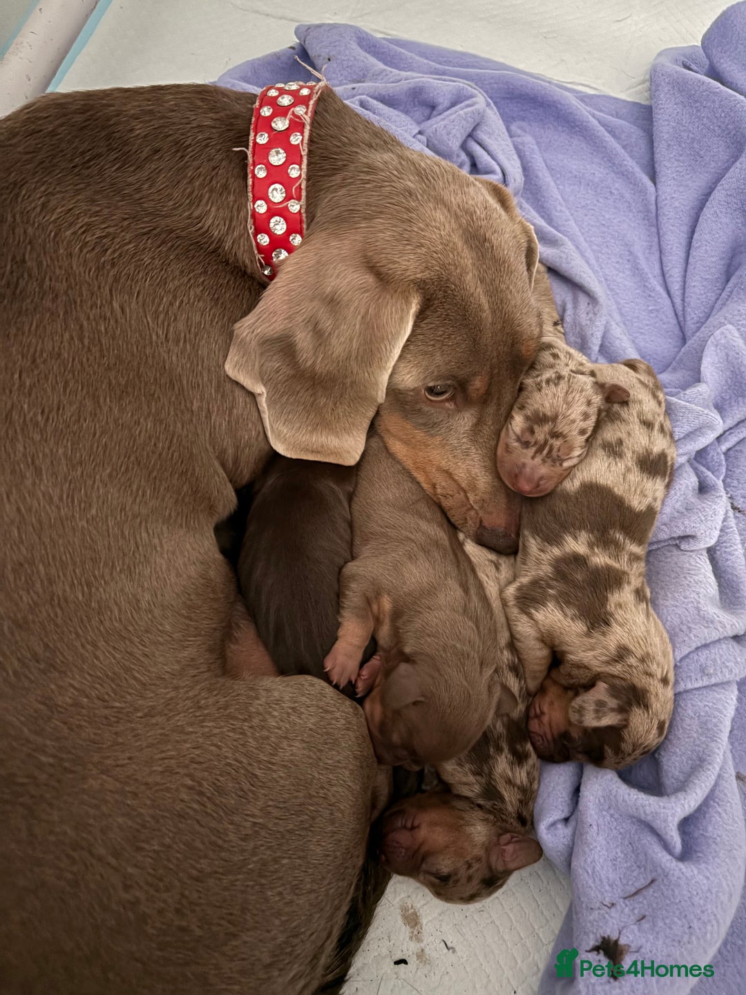 Dachshund dogs for sale: Beautiful litter of dachshund puppies  - Image 5