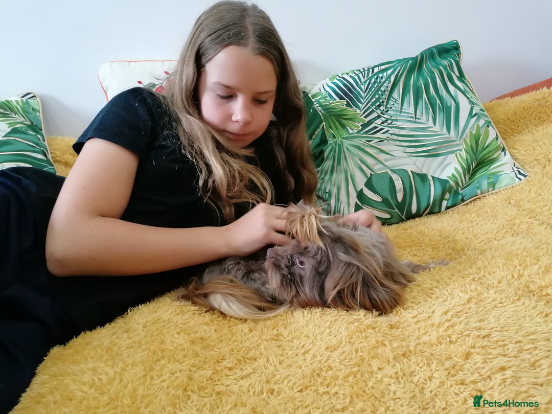 Yorkshire Terrier dogs for adoption: 💙🐶 COCO 🐶💙 - Image 3