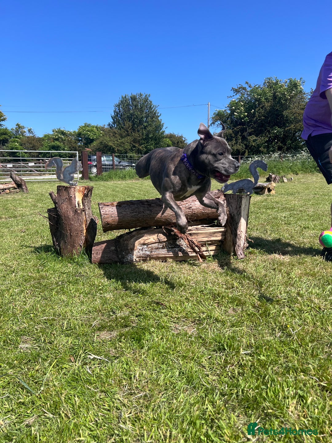 Staffordshire Bull Terrier dogs for sale: Bailey,nearly 5 years old SBT - Image 2
