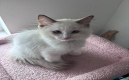 Ragdoll cats for sale:  Last two pure Ragdolls ready now reduced price - Image 18