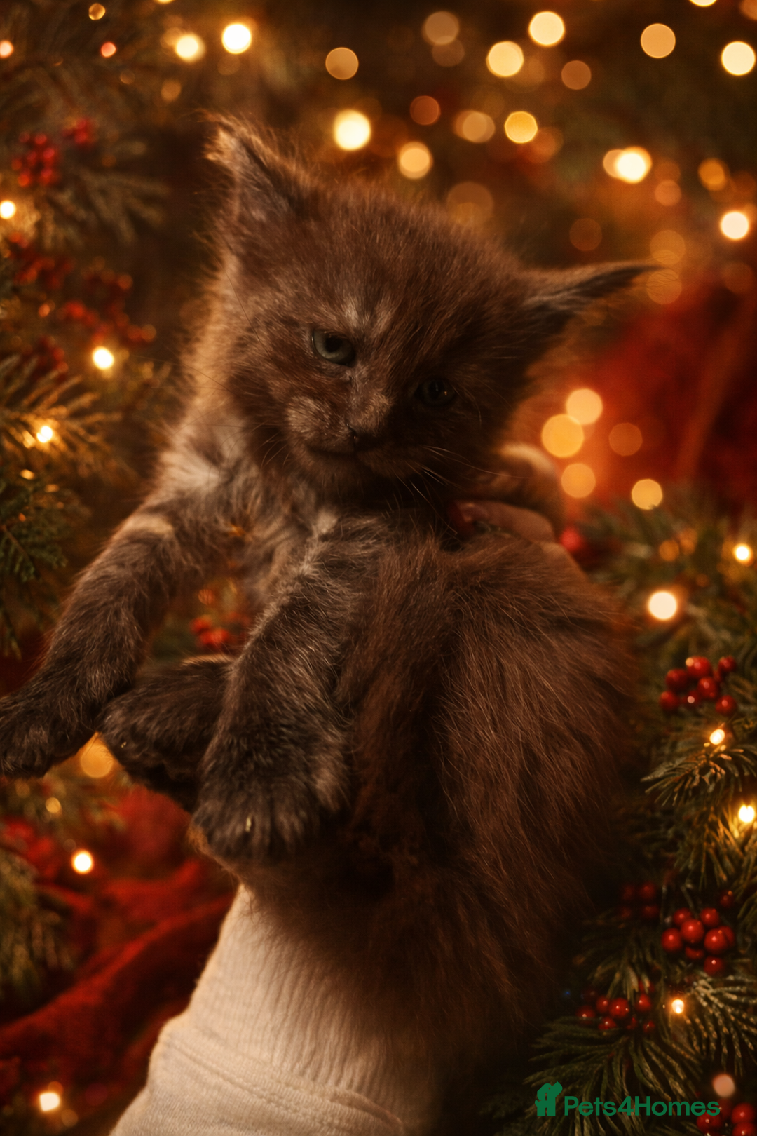 Maine Coon cats for sale: XL Maine coon kittens  - Advert 3