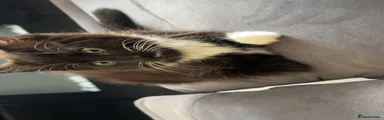 British Longhair Kitten 1