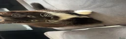 British Longhair cats for sale: 2 beautiful kittens for sale  - Advert 6