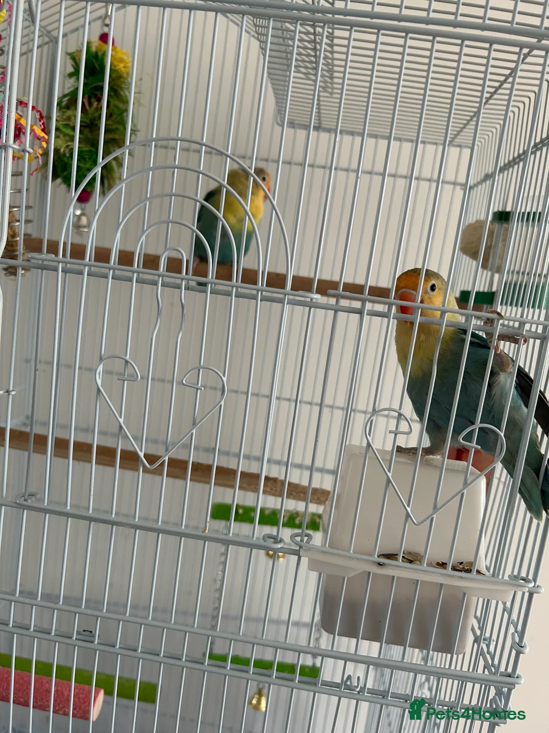 Lovebirds birds for sale: pair love birds with cage - Advert 6