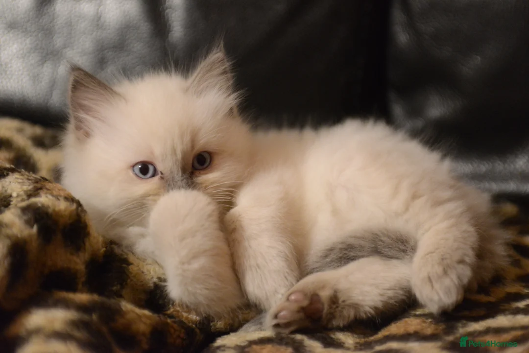 Ragdoll cats for sale: Last Boy x Ragdoll Dark grey kitten - Advert 9
