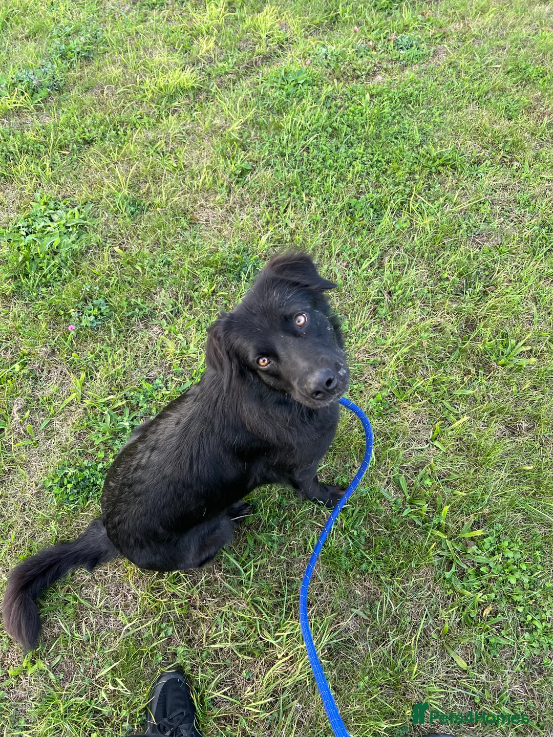 Labrador Retriever dogs for sale: Gorgeous Dominique - 1 year old male  - Advert 2