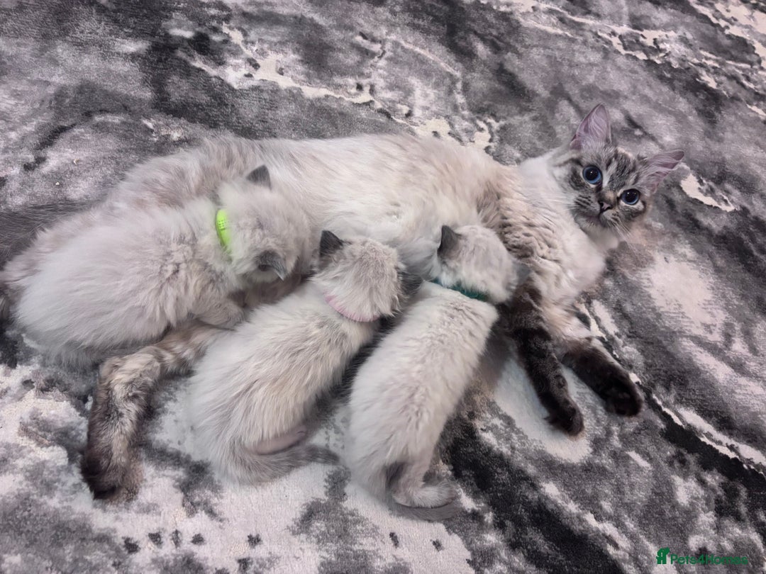 Ragdoll cats for sale: Gorgeous Ragdoll kittens 2 left ! - Advert 5