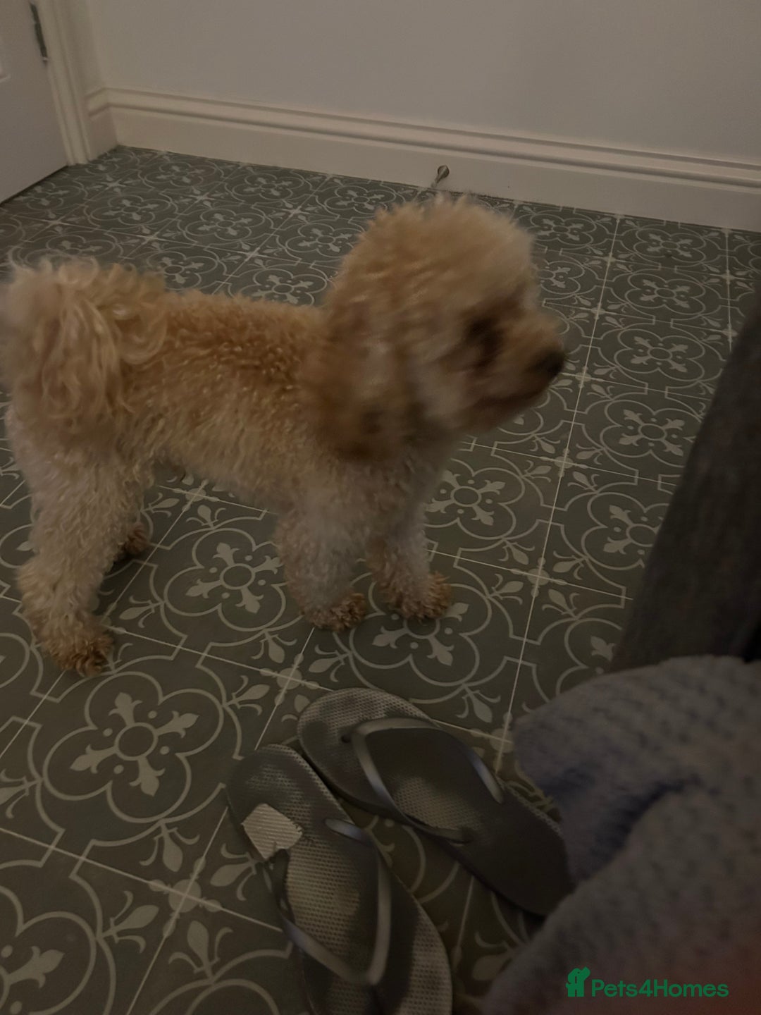 Toy Poodle dogs for stud:  proven tiny 2.3kg KC registered red toy poodle  in Devizes - Advert 7