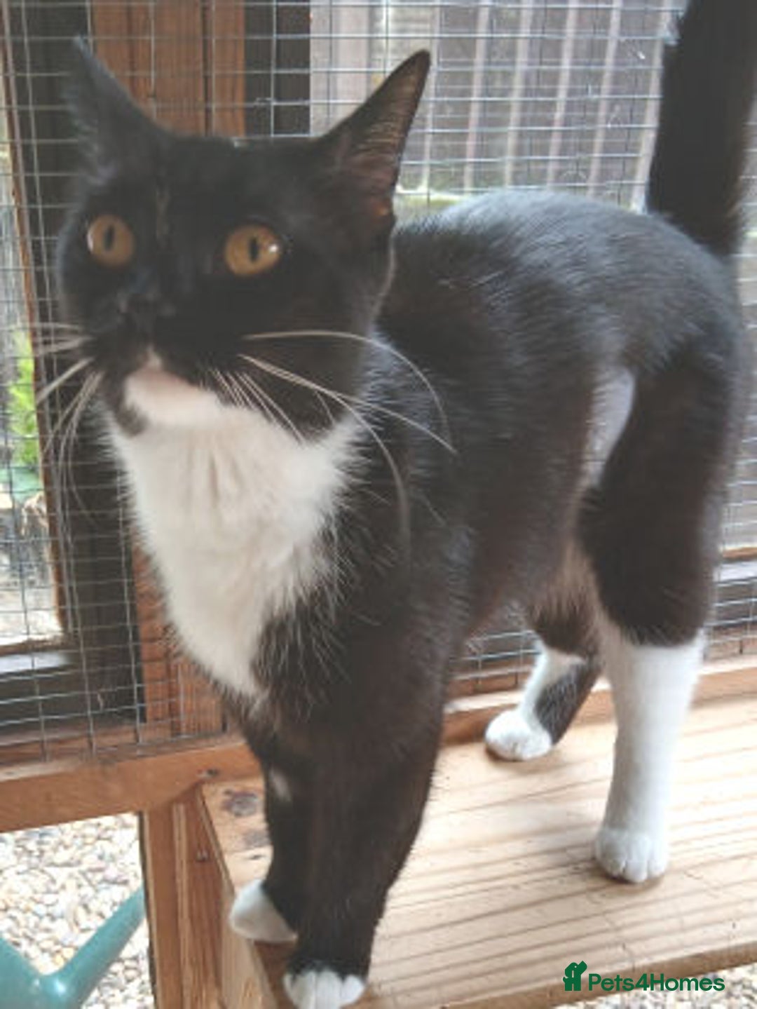 Mixed Breed cats for adoption: FAITH - Image 4