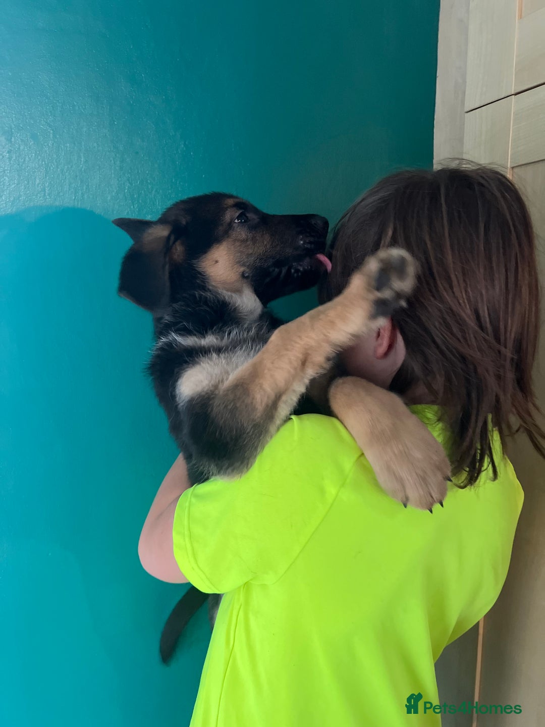 German Shepherd dogs for sale: German Shepherd Puppies  - Image 9